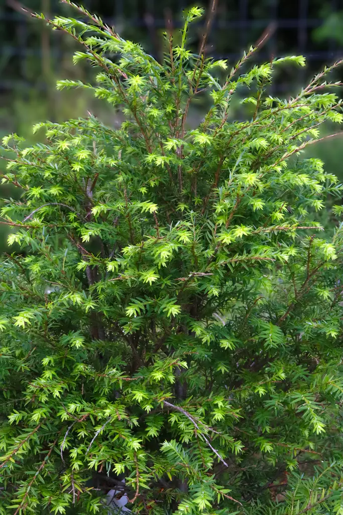 Tsuga canadensis - Muut Havukasvit - 100540 - 1