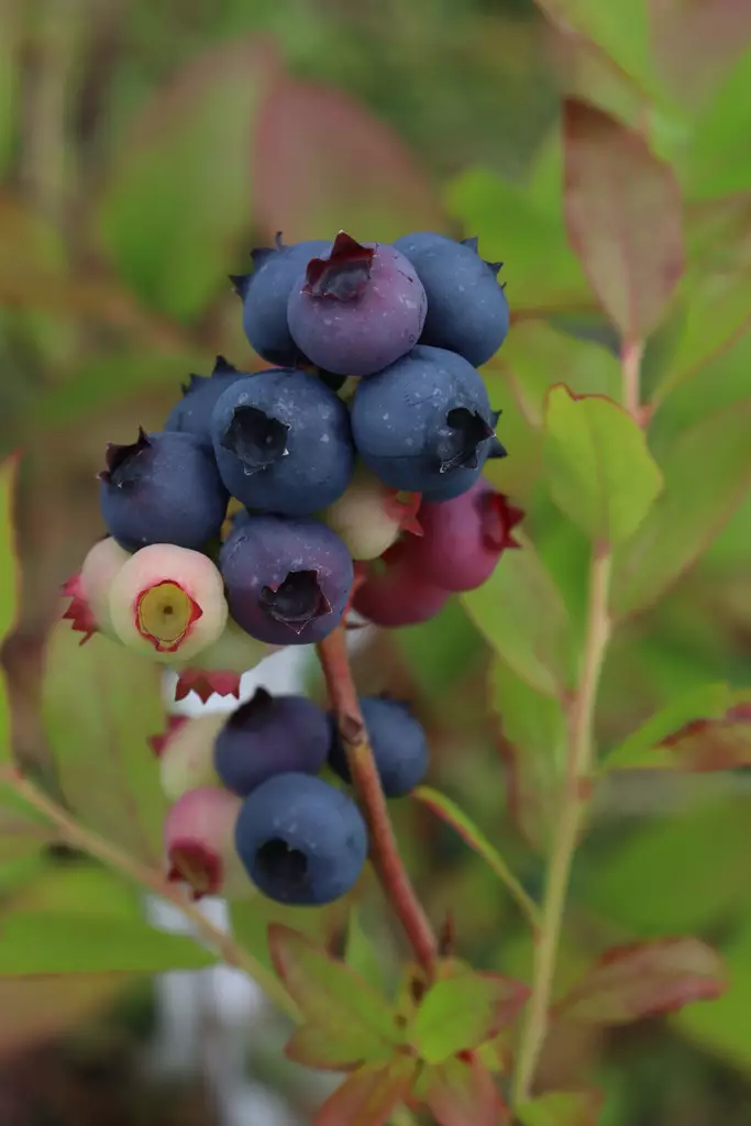 Vaccinium angustifolium 'Saani' - Mustikkapensaat - 100680 - 1