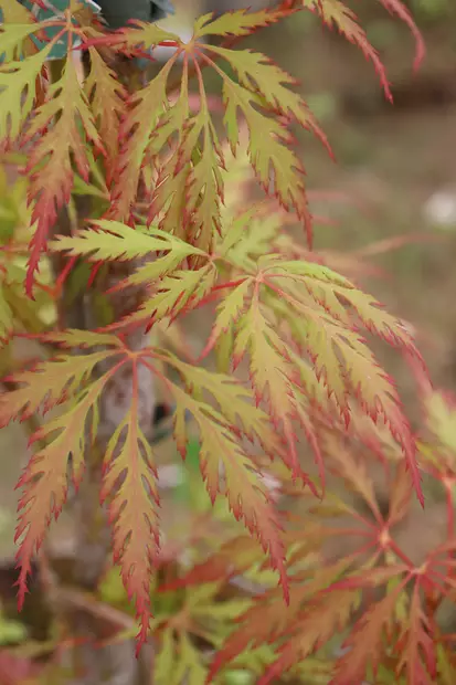 Acer palmatum 'Emerald Lace' - Vaahterat - 100281 - 1