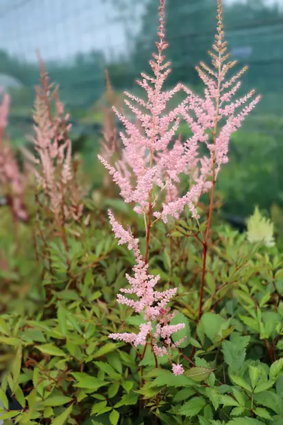 Astilbe arendsii 'Erika' - Jaloangervot - 103011 - 1