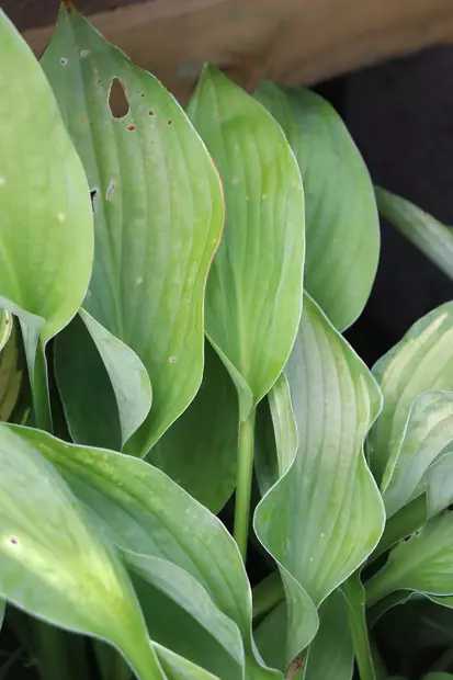 Hosta fortunei 'Albopicta' - Kuunliljat - 101491 - 2