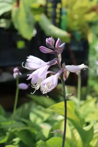 Hosta fortunei 'Albopicta' - Kuunliljat - 101491 - 1