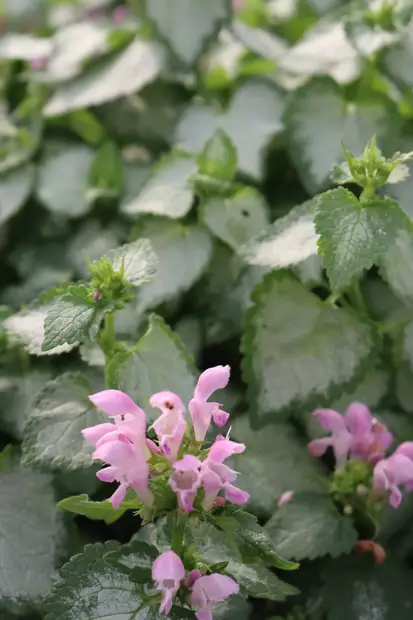 Lamium maculatum 'Pink Chablis' - Muut perennat - 104901 - 2
