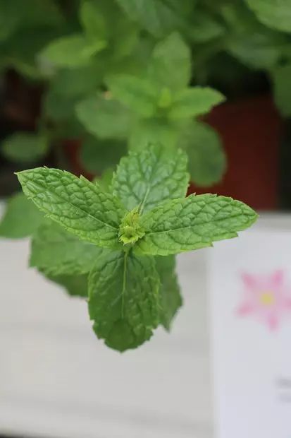 Mentha spicata 'Spanish Mint' - Yrtit - 104881 - 1