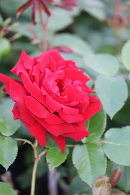 Rosa 'Ingrid Bergman' - Ryhmäruusut - 100381 - 1