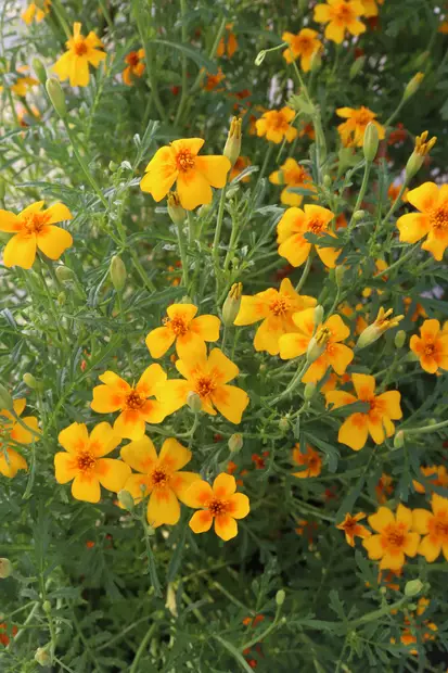 Tagetes 'Gold Medal' - Yrtit - 101661 - 1