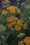 Achillea millefolium 'Terracotta' - Muut perennat - 103771 - 1