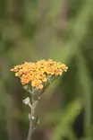 Achillea millefolium 'Terracotta' - Muut perennat - 103771 - 2