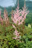 Astilbe arendsii 'Erika' - Jaloangervot - 103011 - 1