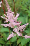 Astilbe arendsii 'Erika' - Jaloangervot - 103011 - 2