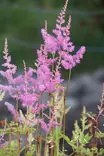 Astilbe japonica 'Mainz' - Kurjenpolvet - 103461 - 1