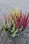 Calluna Garden Girls - Syyskukat - 104521 - 1