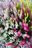 Calluna Garden Girls - Syyskukat - 104521 - 3