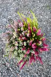 Calluna Garden Girls - Syyskukat - 104521 - 2