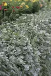 Dichondra argentea 'Silverfalls' - Muut kesäkukat - 101591 - 3