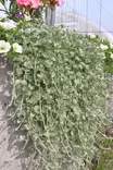 Dichondra argentea 'Silverfalls' - Muut kesäkukat - 101591 - 1
