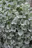 Dichondra argentea 'Silverfalls' - Muut kesäkukat - 101591 - 2