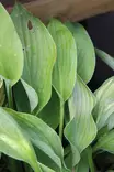 Hosta fortunei 'Albopicta' - Kuunliljat - 101491 - 2