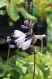Hosta fortunei 'Albopicta' - Kuunliljat - 101491 - 1