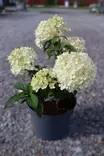 Hydrangea paniculata 'Bobo' - Hortensiat - 105091 - 1