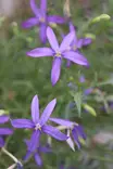 Isotoma axillaris - Muut kesäkukat - 103331 - 1