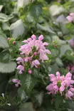 Lamium maculatum 'Pink Chablis' - Muut perennat - 104901 - 1