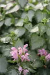 Lamium maculatum 'Pink Chablis' - Muut perennat - 104901 - 2