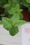 Mentha spicata 'Spanish Mint' - Yrtit - 104881 - 1