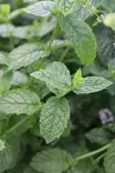 Mentha spicata var. crispa - Yrtit - 101701 - 1