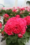 Pelargonium Survivor Idols® Rosalinda - Pelargonit - 103311 - 1