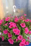 Petunia 'Surfinia' - Kukka-amppelit - 101681 - 1