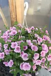 Petunia 'Surfinia' - Kukka-amppelit - 101681 - 2