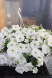 Petunia 'Surfinia' - Kukka-amppelit - 101681 - 3