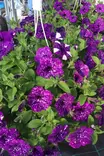 Petunia 'Surfinia' - Kukka-amppelit - 101681 - 5