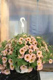 Petunia 'Surfinia' - Kukka-amppelit - 101681 - 4