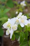 Philadelphus lewisii 'Tähtisilmä' - Jasmikkeet - 100111 - 1