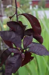 Prunus cistena - Muut puut - 104961 - 1