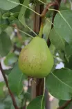Pyrus communis 'Lada' - Päärynäpuut - 104651 - 1