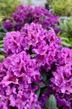 Rhododendron 'Azurro' - Alppiruusut - 100221 - 2