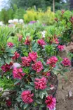 Rhododendron ferrugineum - Alppiruusut - 100251 - 1