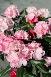 Rhododendron 'Wladyslaw Lokietek' - Alppiruusut - 103671 - 1