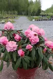 Rhododendron 'Wladyslaw Lokietek' - Alppiruusut - 103671 - 2