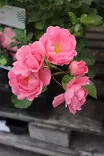 Rosa 'Sommerwind' - Maanpeiteruusut - 100391 - 1