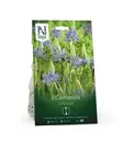 Tähtihyasintti 'Caerulea' kukkasipuli - Kukansipulit ja -mukulat - 105051 - 1