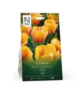 Tulppaani sipuli 'Blushing Apeldoorn' - Kukansipulit ja -mukulat - 105071 - 1