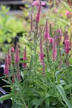 Veronica longifolia Veronique® Pink 2024 - Muut perennat - 104971 - 1