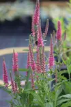 Veronica longifolia Veronique® Pink 2024 - Muut perennat - 104971 - 2