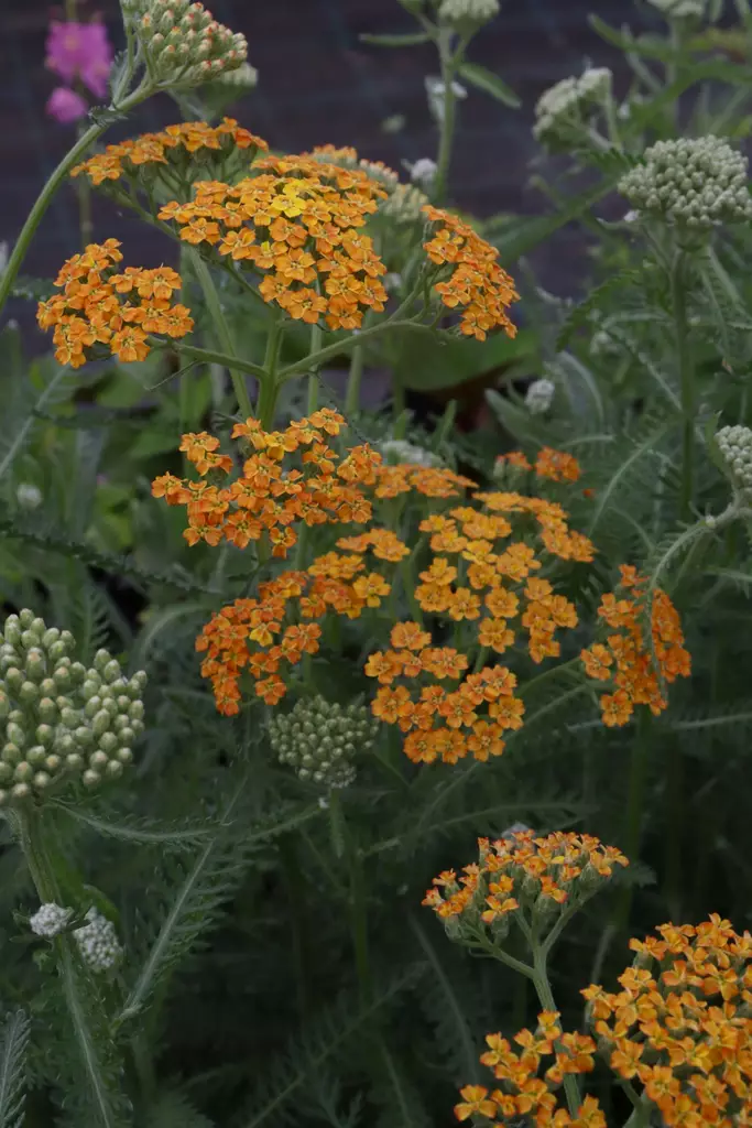 Achillea millefolium 'Terracotta' - Muut perennat - 103771 - 1