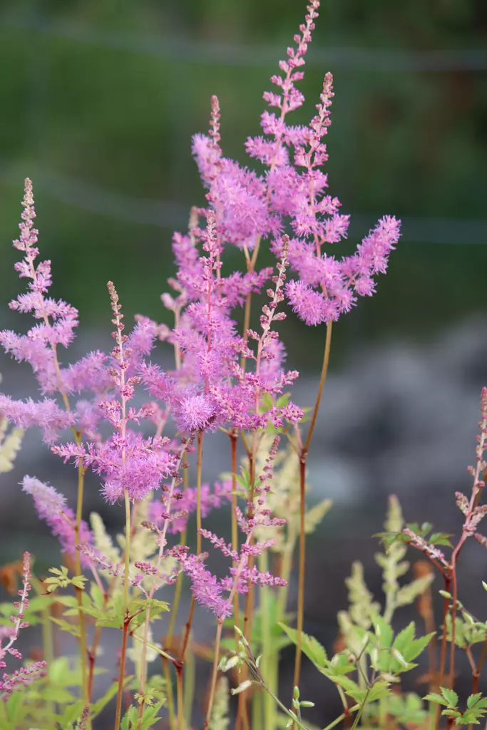 Astilbe japonica 'Mainz' - Kurjenpolvet - 103461 - 1