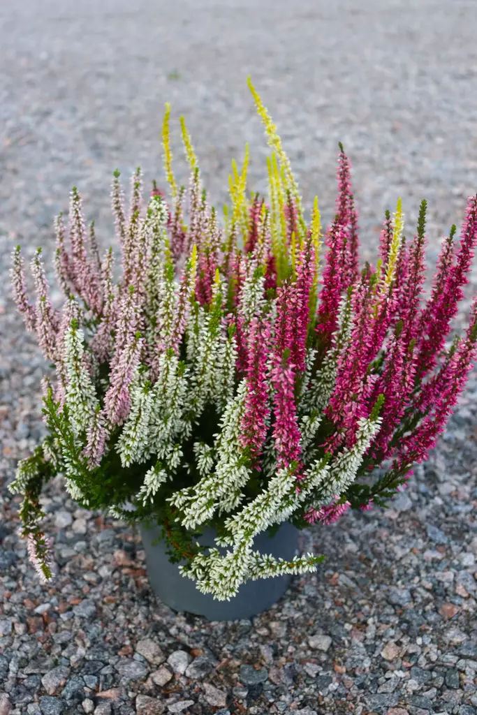 Calluna Garden Girls - Syyskukat - 104521 - 1